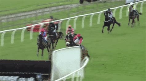 racehorse gif|funny horse race gif.